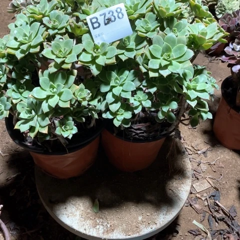 静***吴738两颗法师多肉植物