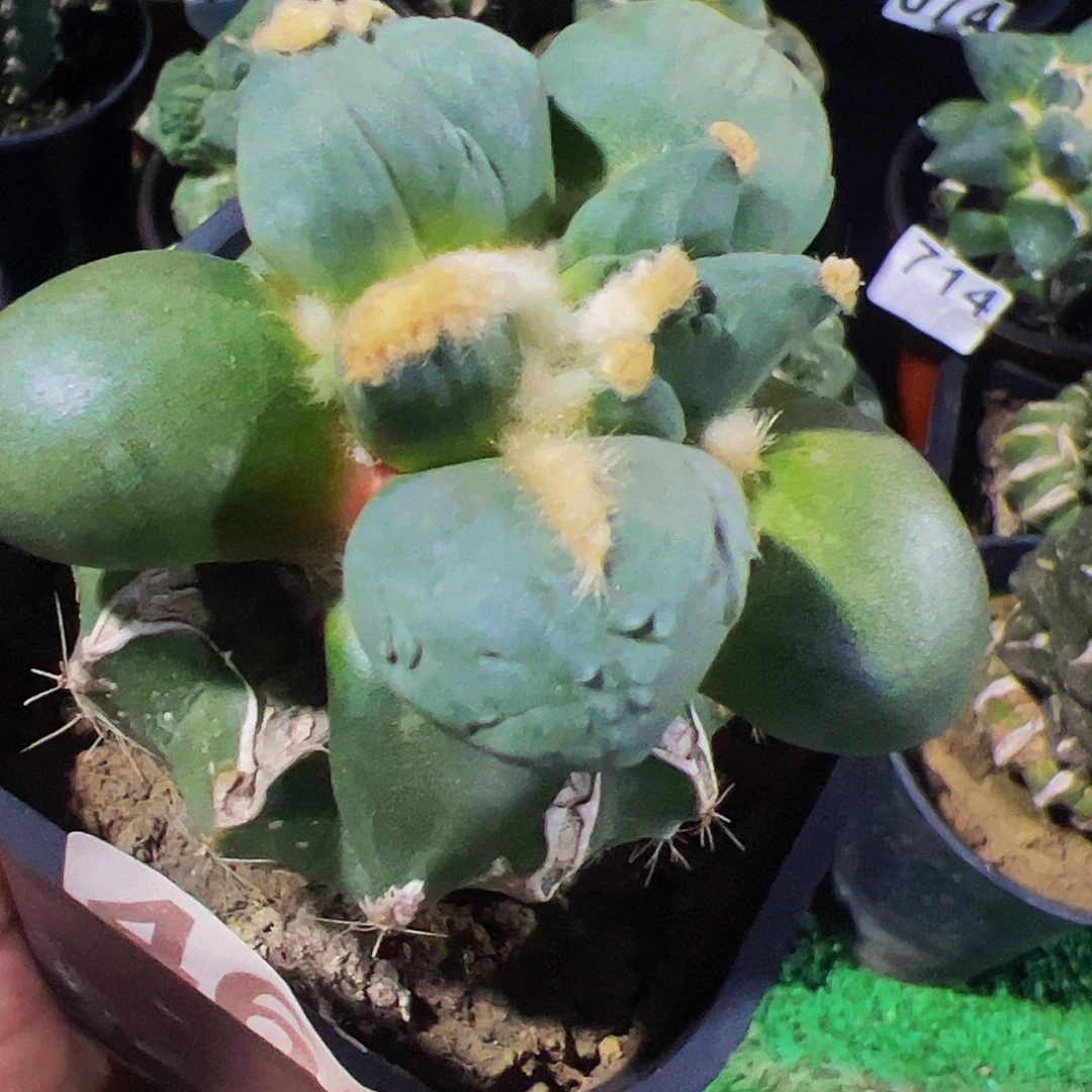 无花朵福利光面蛋尤牡丹461