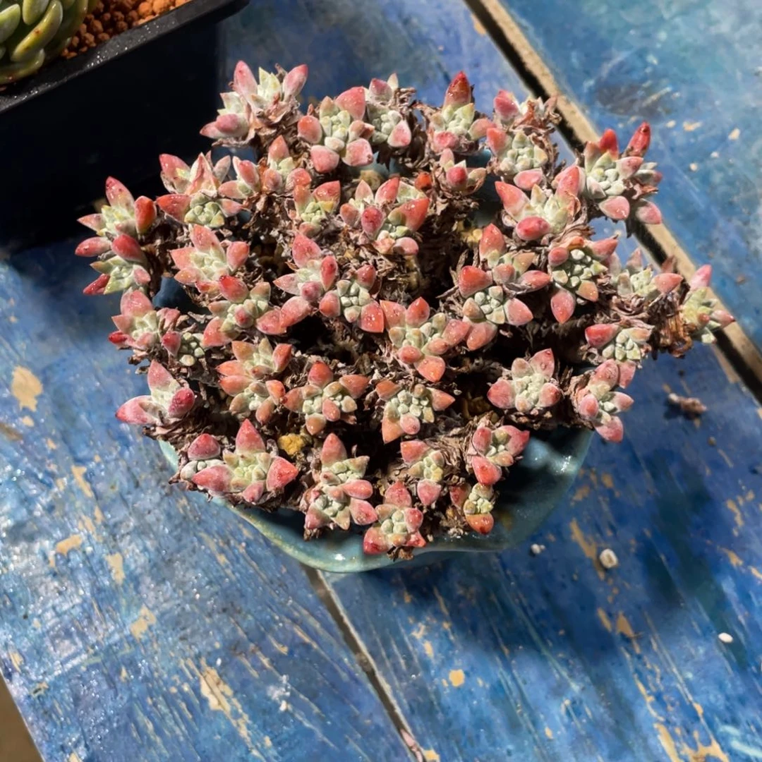 默认寄养，10月发货