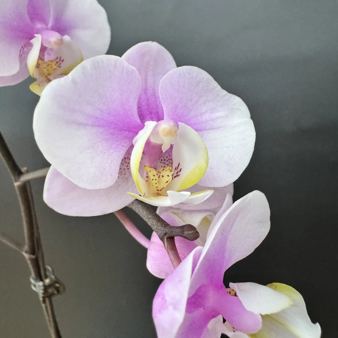 蝴蝶兰[小梅花]（微瑕不售后介意勿拍）