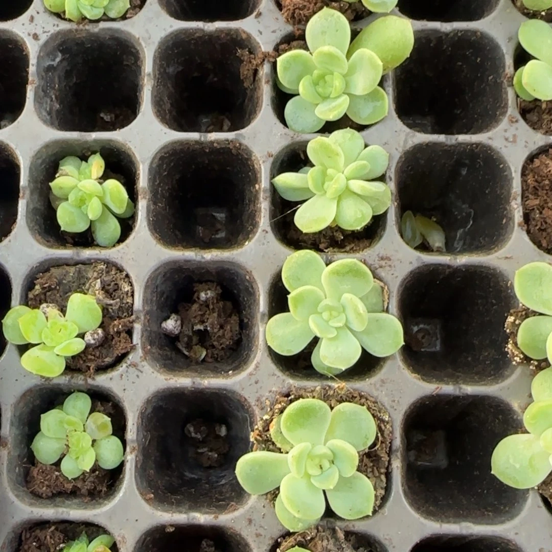 255  穴盘苗 满20包邮