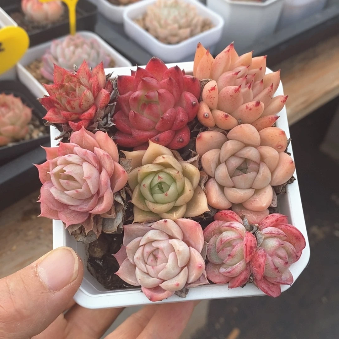 精品多肉一物一拍不包整64