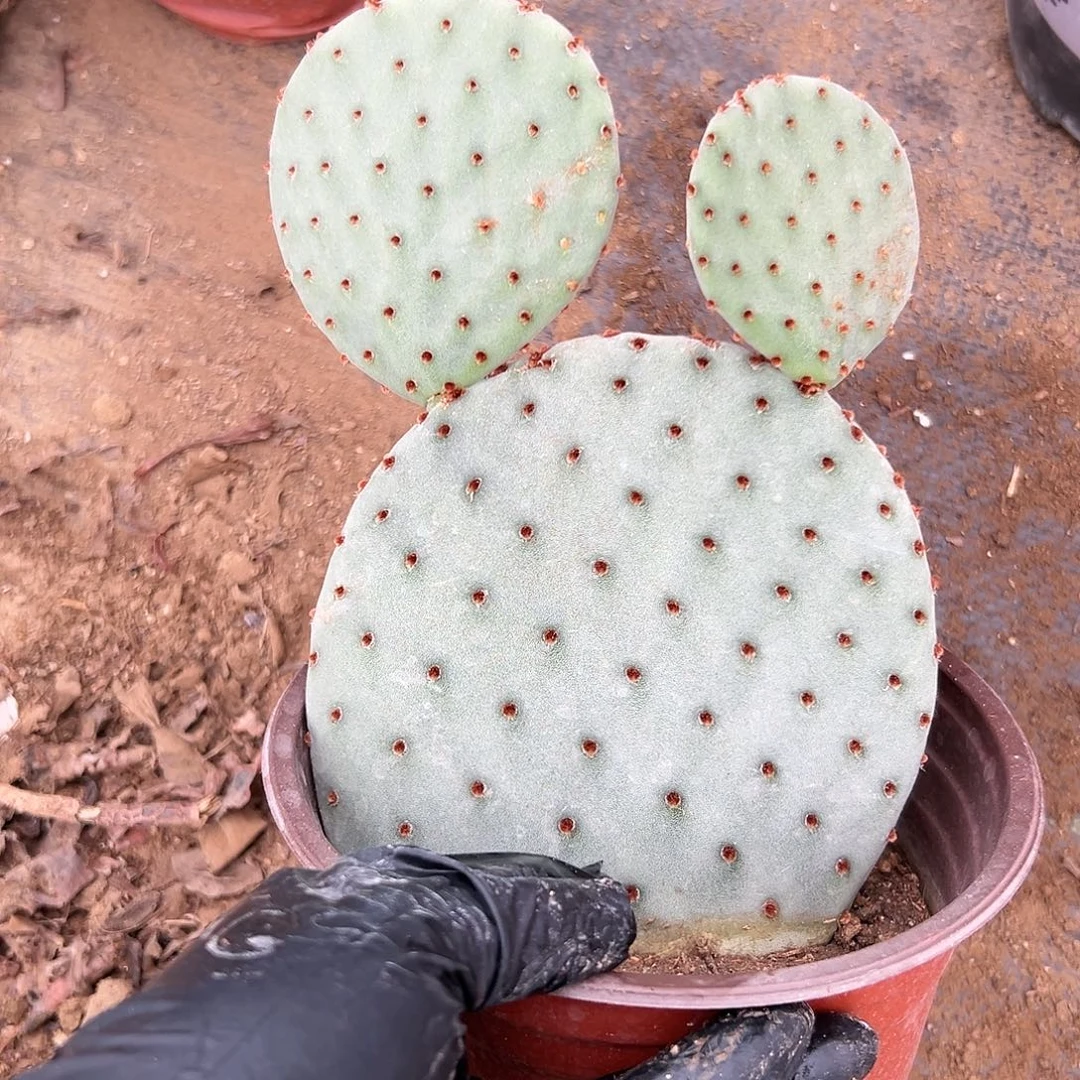 杜呃呃呃呃呃呃呃呃呃