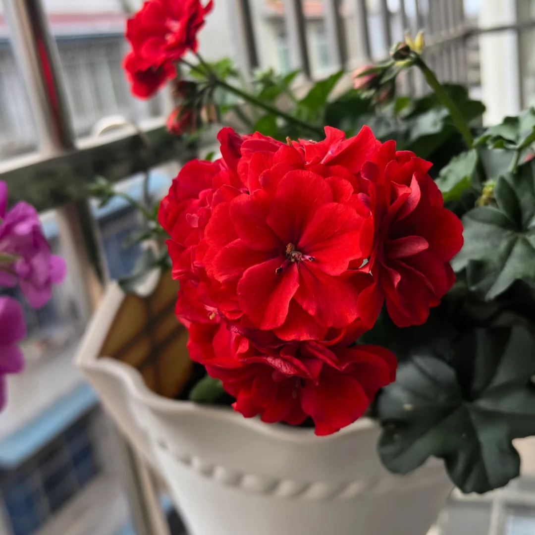 【红玫瑰】垂吊天竺葵盆栽带花苞发货四季开花适合室内阳台