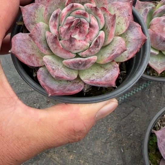 144惊鸿多肉植物的