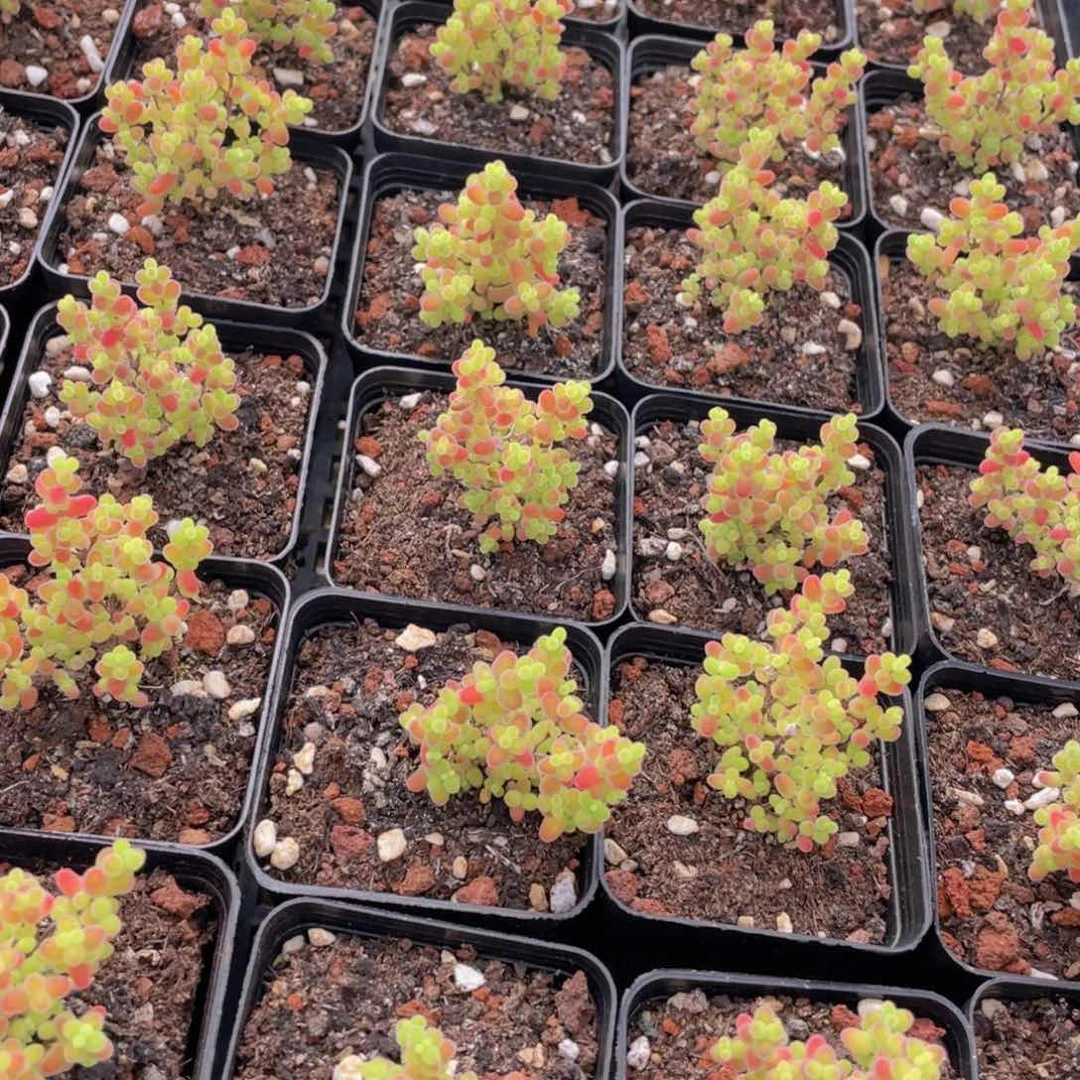 量拍58号 糖果色蜜橘枝干小树造型老桩群一个