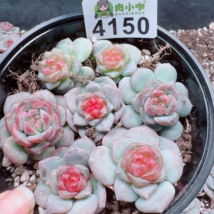 多肉植物多肉植物