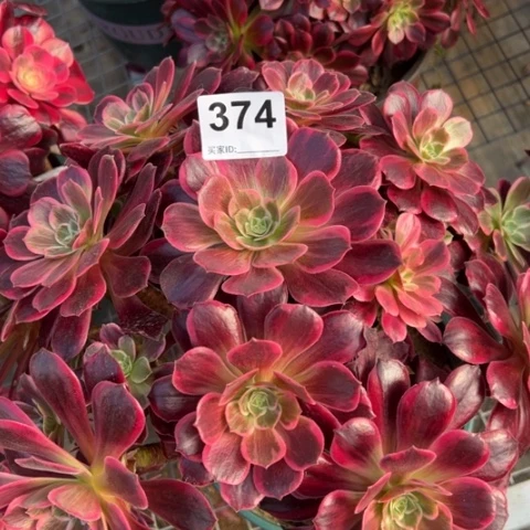 374白婚纱30厘米左右