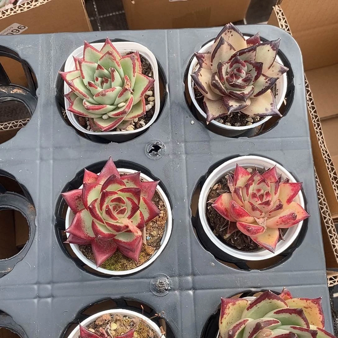 乌木多色 9.9包邮 6436