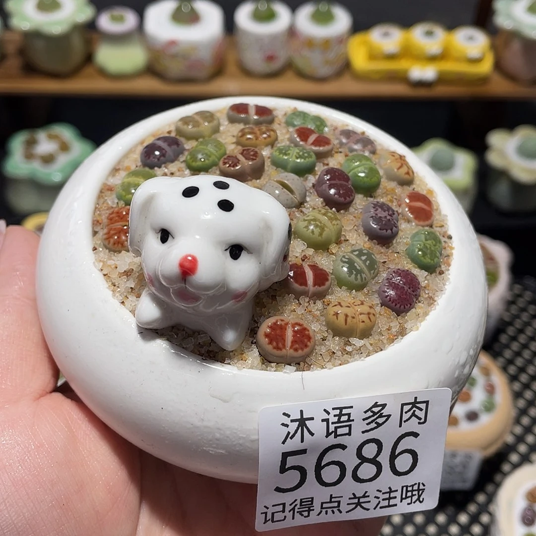 带盆土植物 一物一拍5686