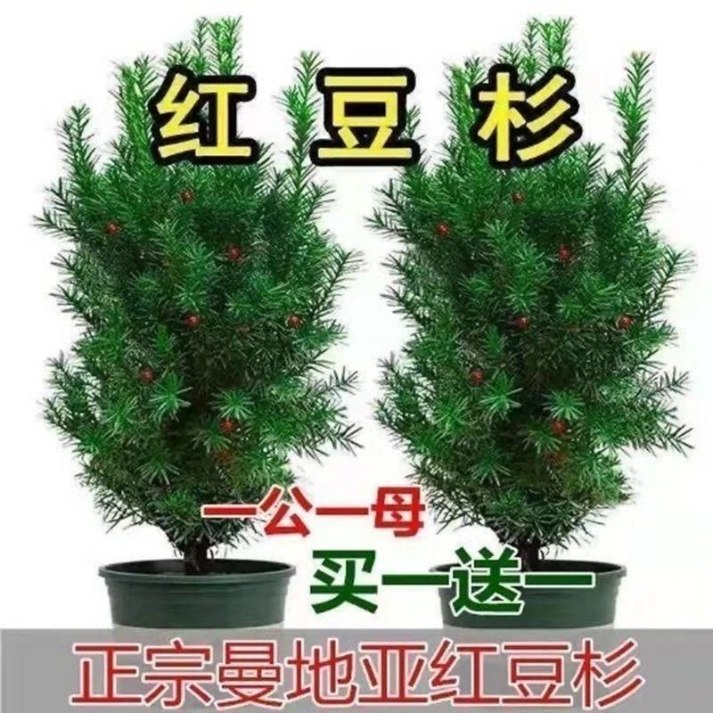 正宗红豆杉曼地亚红豆杉盆栽植物室内耐寒结果红豆杉树苗四季常青