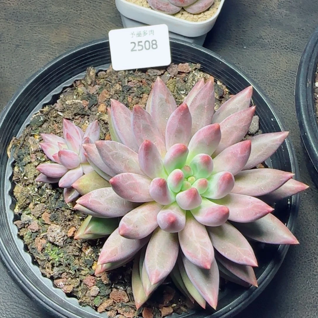 虞美人，2508多肉植物
