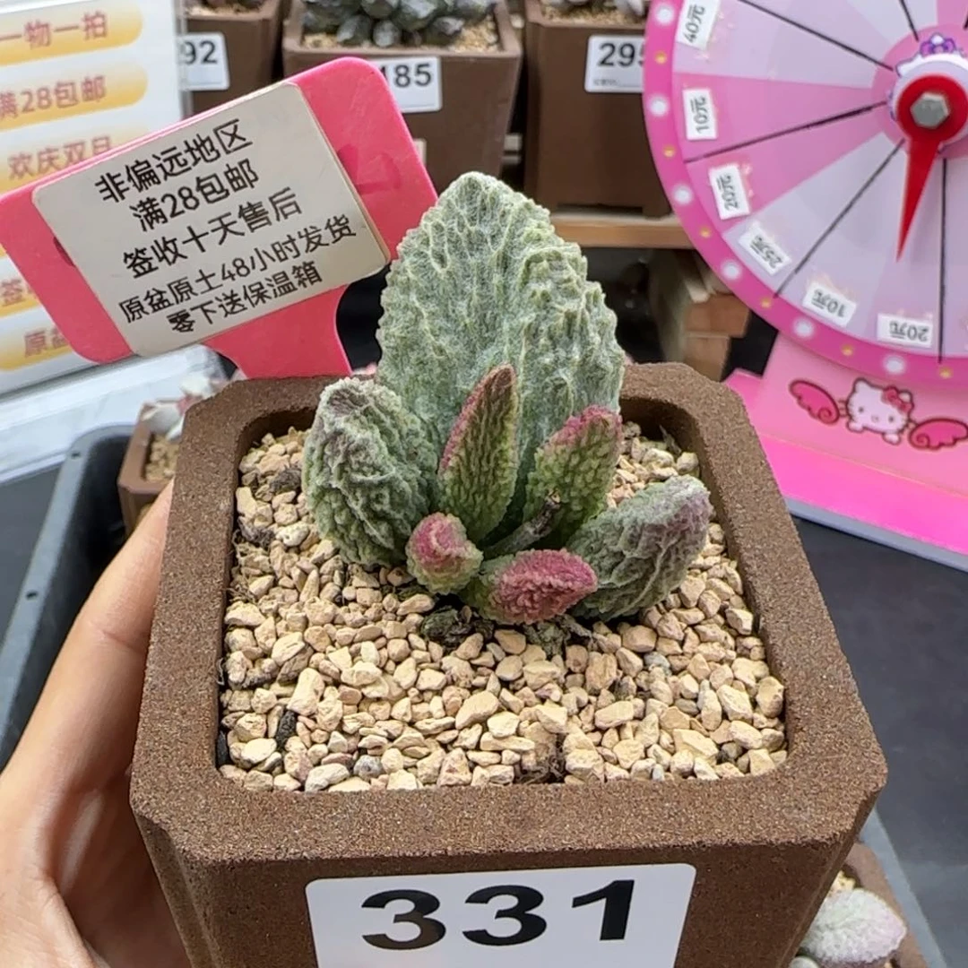331苍龙多肉植物的