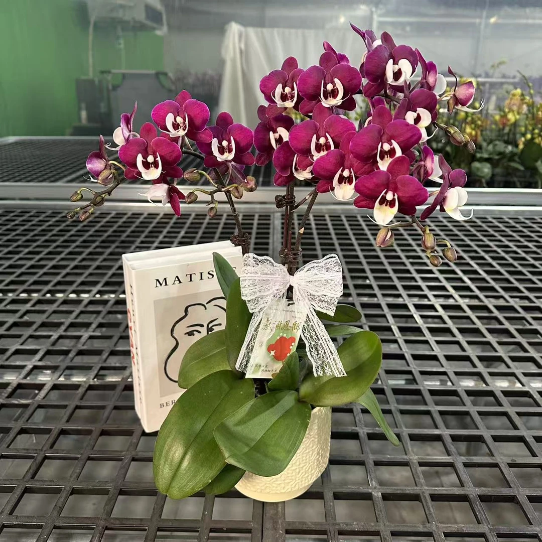 蝴蝶兰《久玖团圆》黑红色系 蜡质花 耐开好养 轻奢高级 室内花花