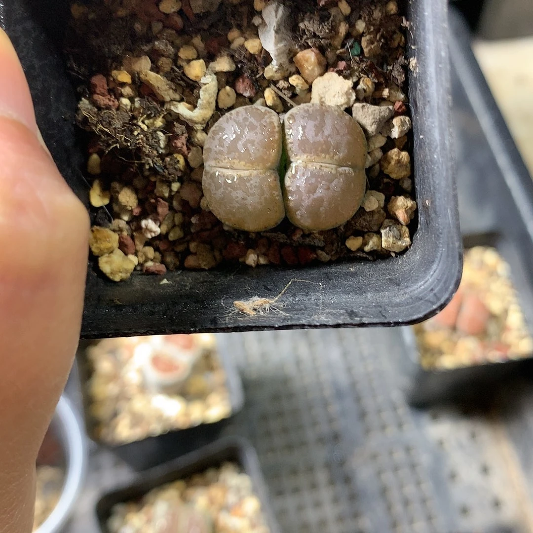 W39多肉植物保护