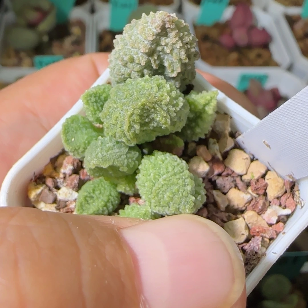 实生叶插，脱盆发货