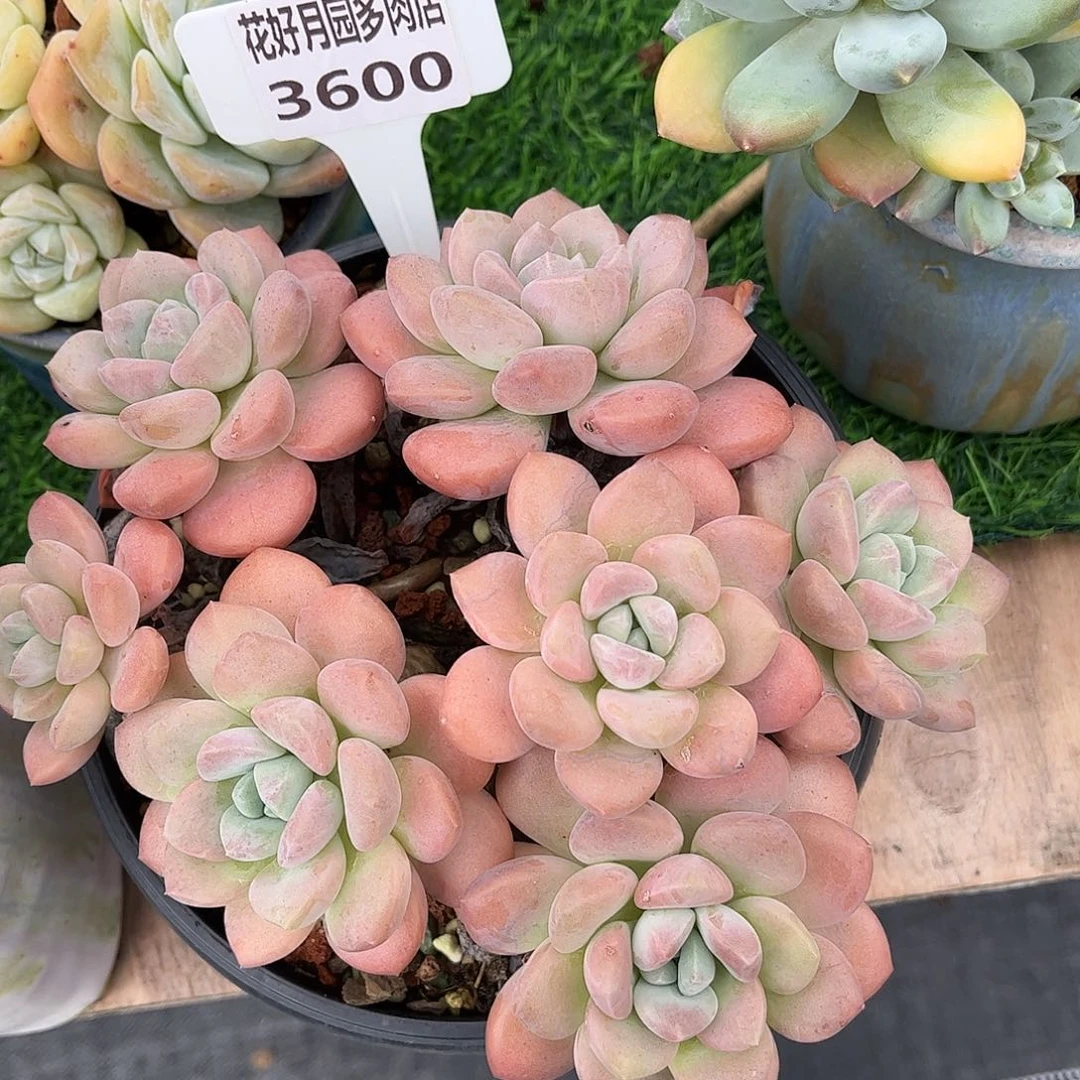 不***调多肉植物3600…………..