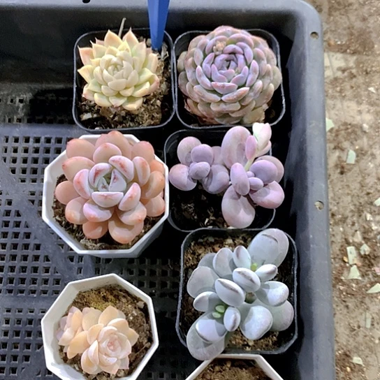 3号多肉植物园艺