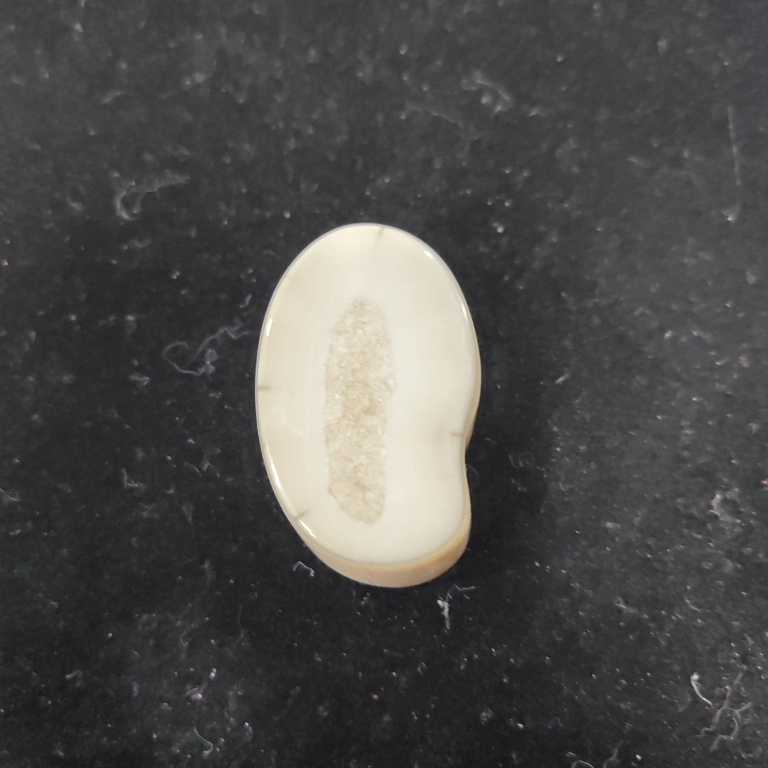 猛犸猛犸虬饼子WT622