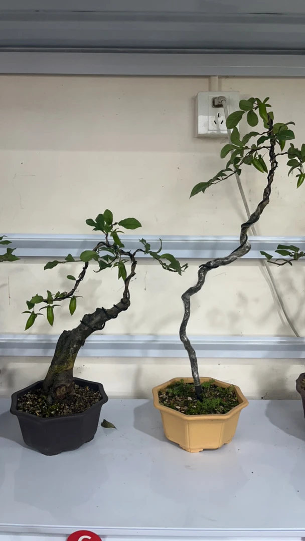 办公室盆栽室内，老鸦柿黄栌黄荆柏树盆景飘枝植物黄栌树迷你绿植