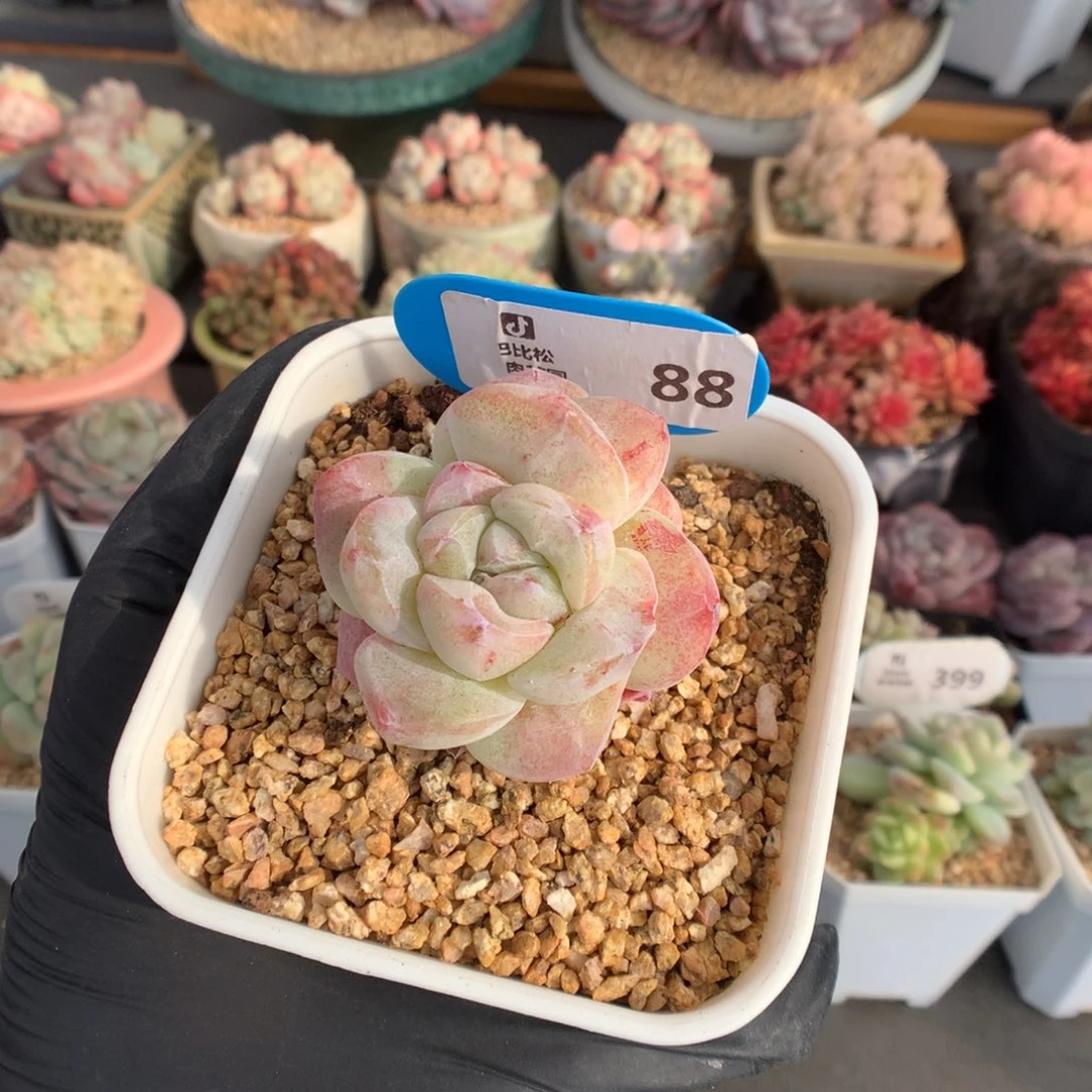 88 冰玉石化新年快乐