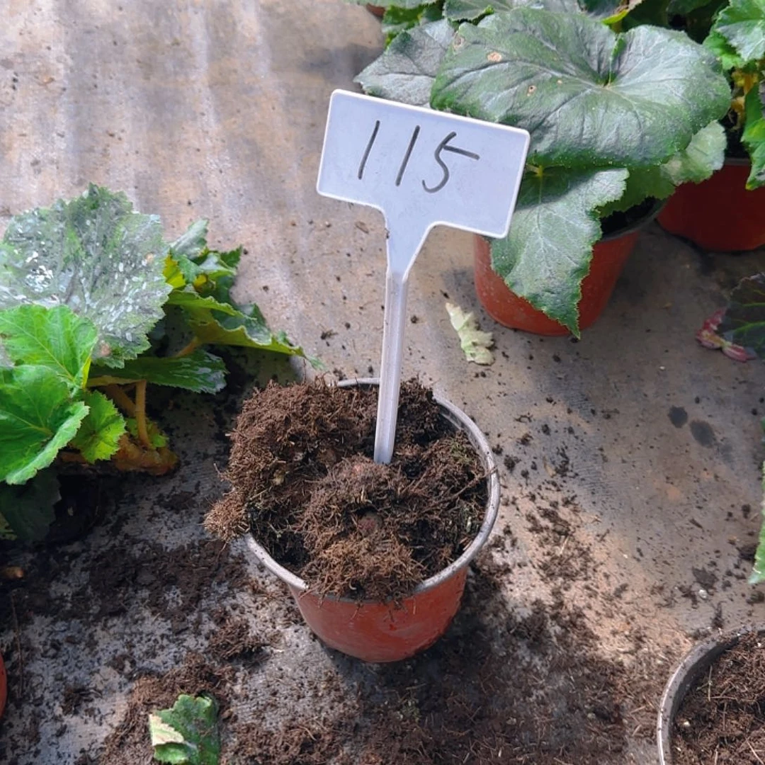 无花朵夫妻海棠种球系列115