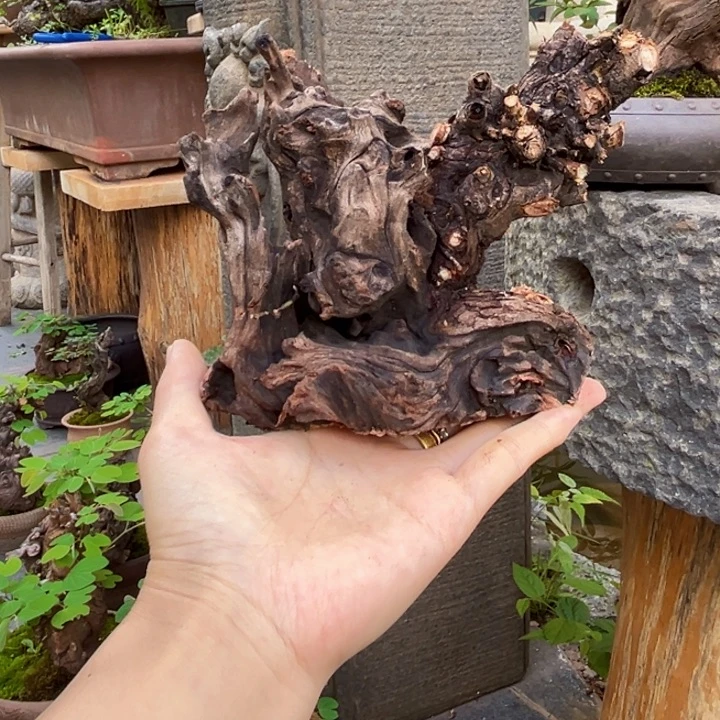 蓝***海无花朵金丝红木羊蹄甲