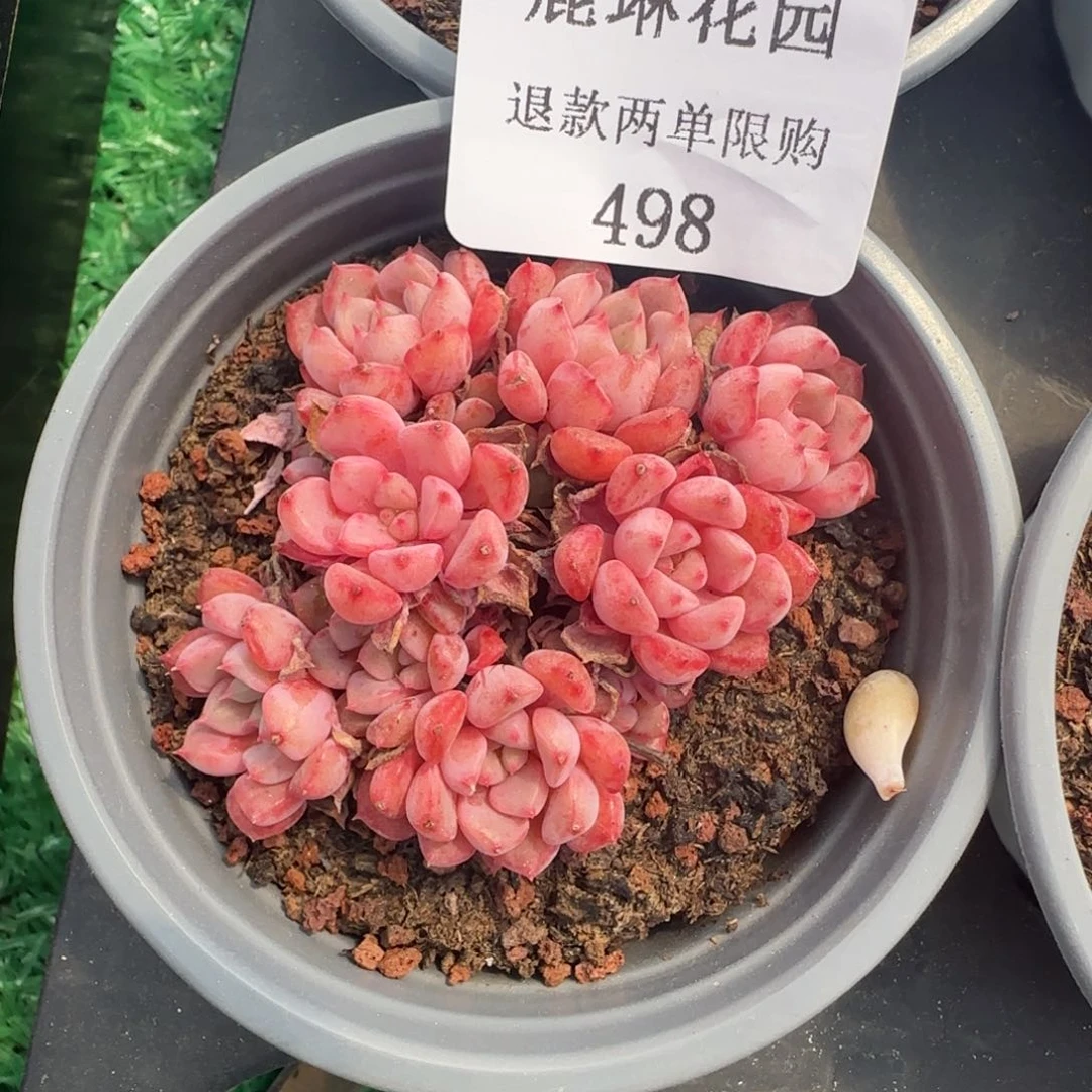 多肉很小看清楚下单拒绝非品质售后498