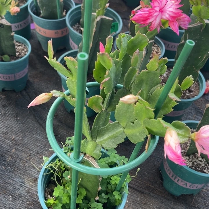 稼***家15号038粉色花朵0000000