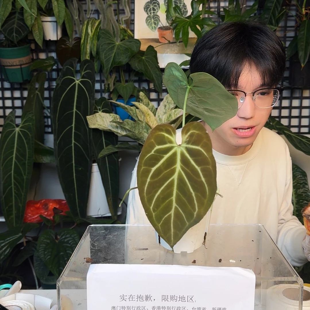 完全开放I191skg银杂细脉水晶