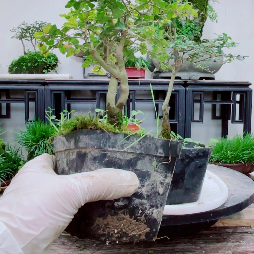 无铅玻璃易****计铁线蕨铁线蕨铁线蕨