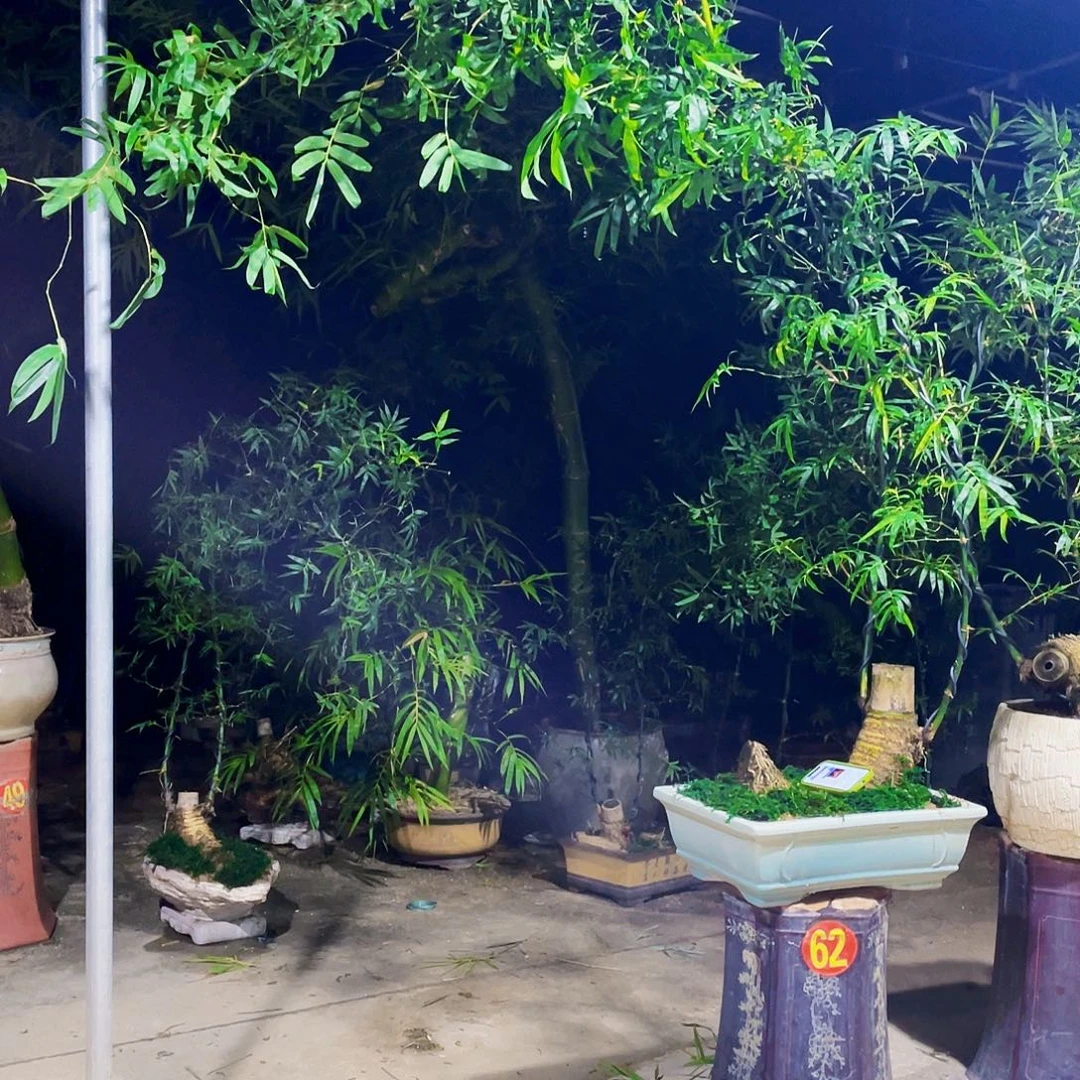 金****无花朵小叶簕竹熟桩陶瓷盆一物一拍
