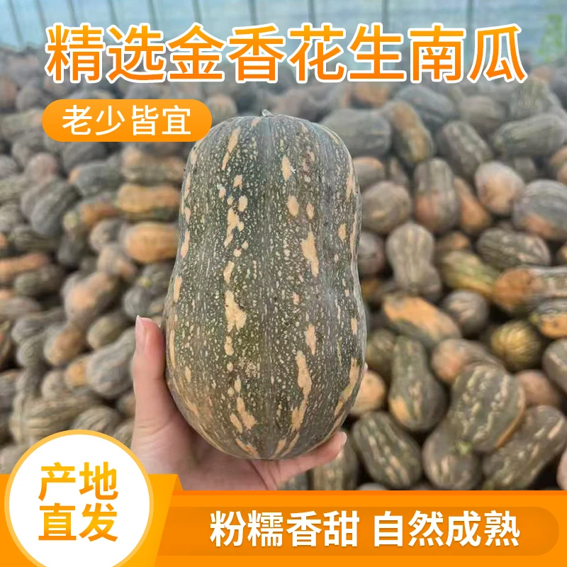 现摘新鲜原产地直发金香花生南瓜软糯香甜适合孕妇宝宝辅食5斤
