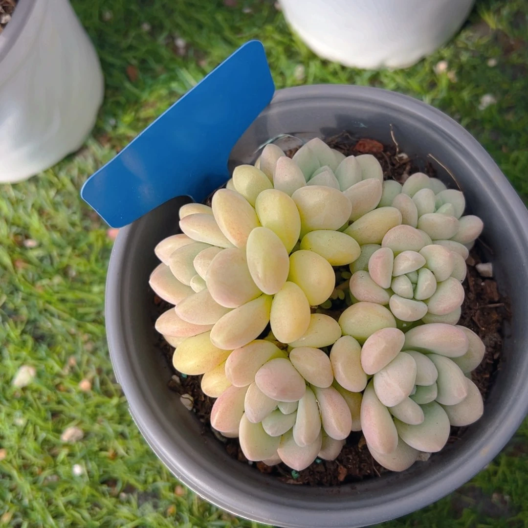 香玉的故事是一个人的故事