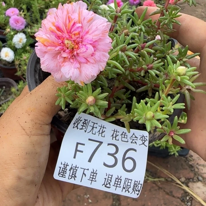 无花朵F736超小苗盆口10cm