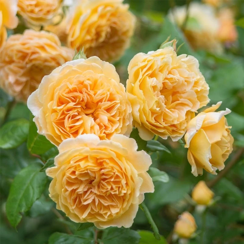 玛格丽特王妃爬藤月季庭院阳台盆栽黄色大花浓香藤本蔷薇四季开花