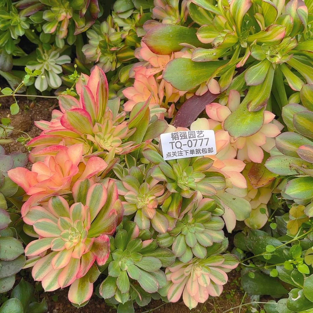 绍七彩砍头群多肉植物777