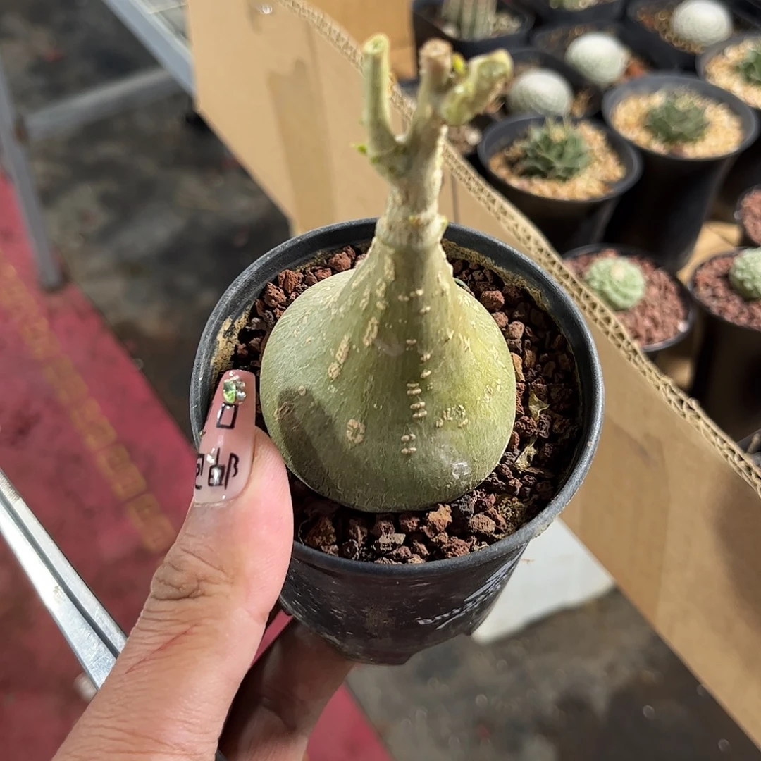 睡布袋单头发货单头