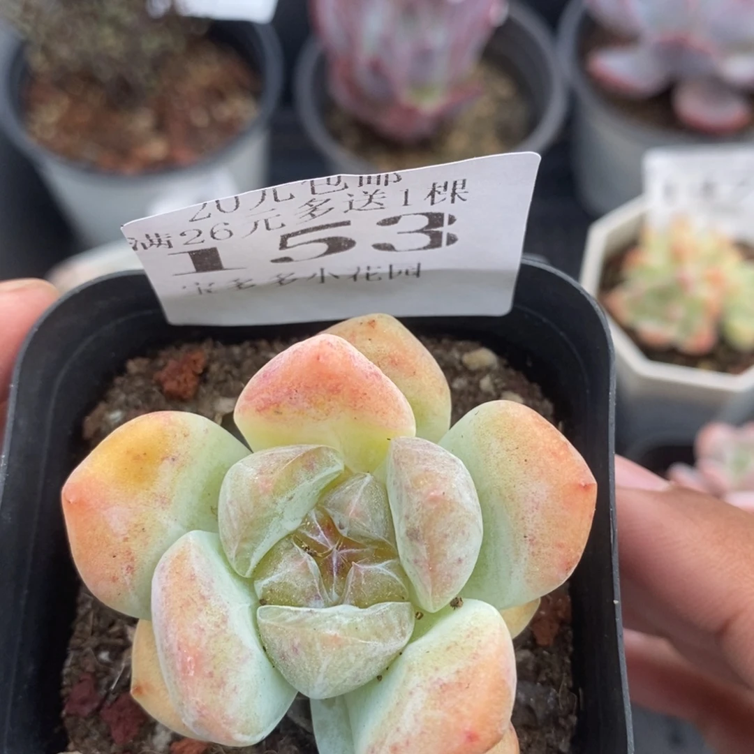 厚梦一物一拍满20包邮满26送一颗多肉