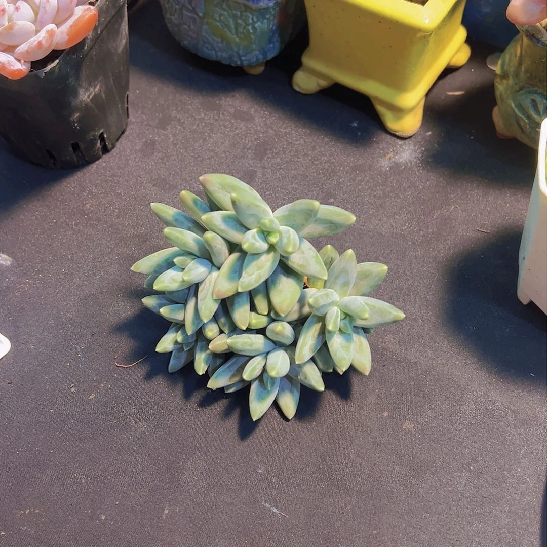 好****子凤羽美人，多肉植物，
