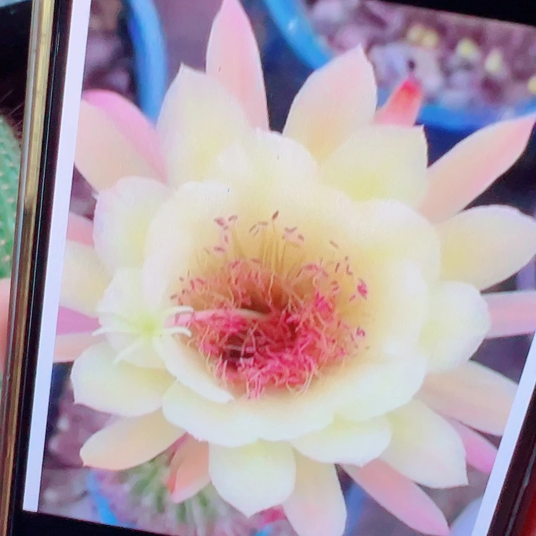 金妞 皇冠 側芽 滿20包郵