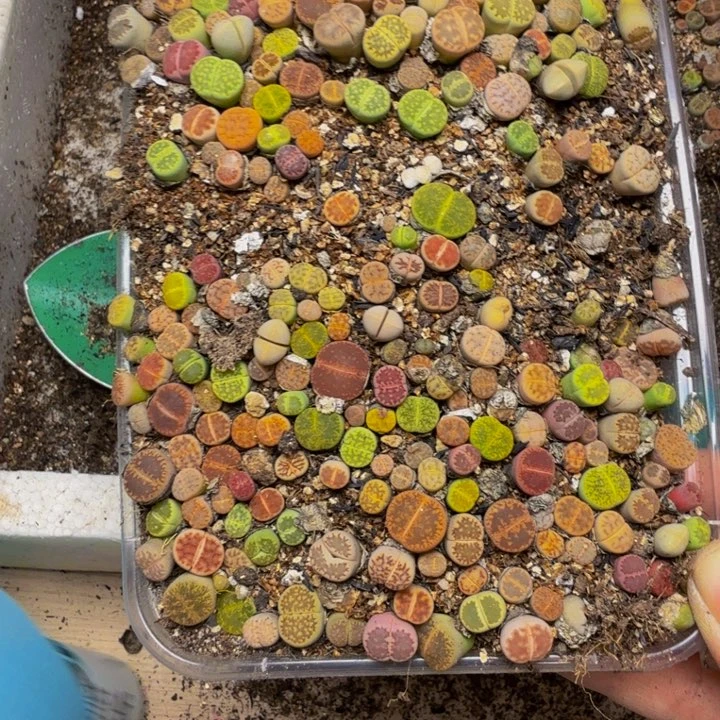 努***赋多肉植物的生长发育145