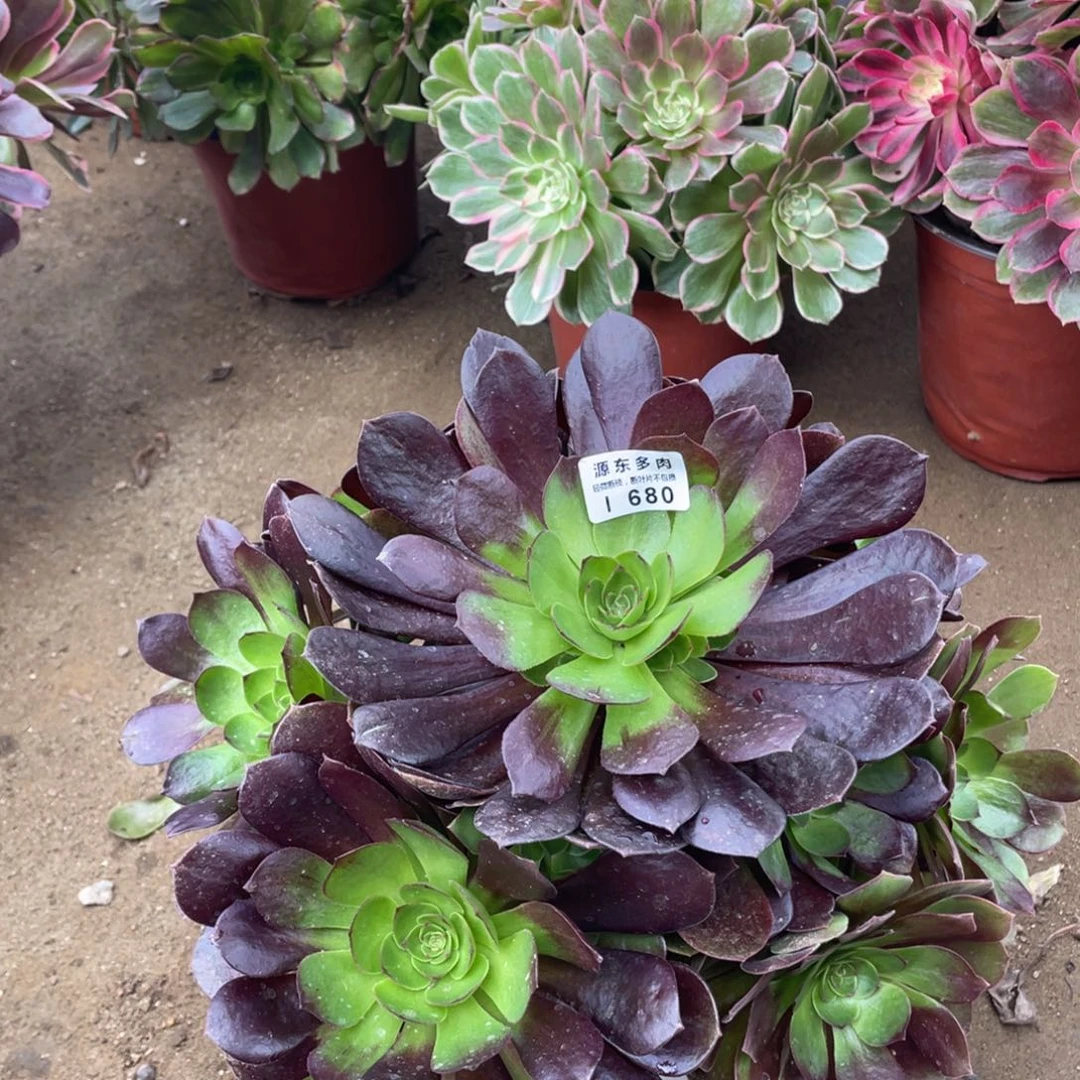 680赤焰多肉法师断枝不包