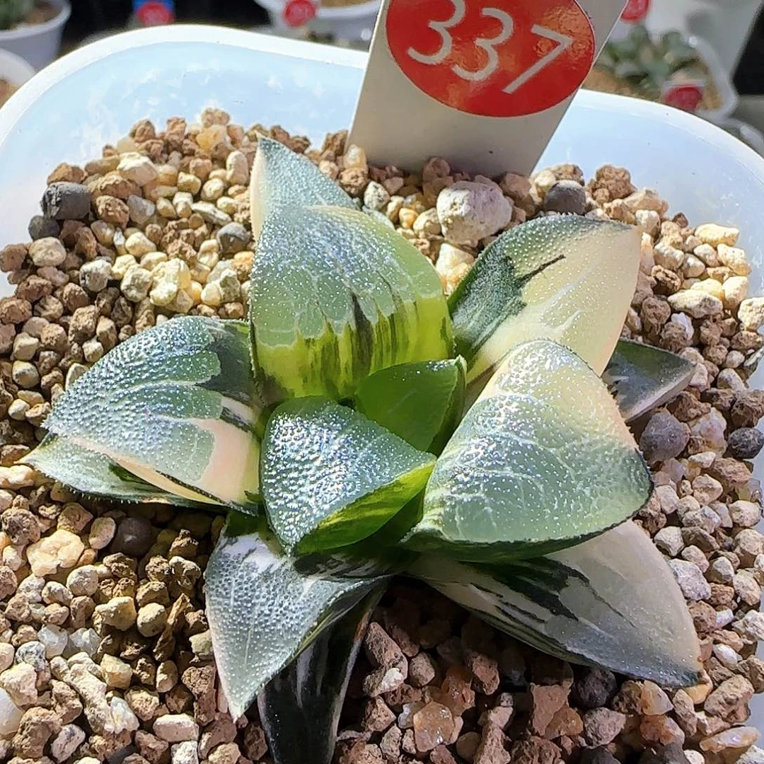 337号中岛克锦一物一拍带盆土