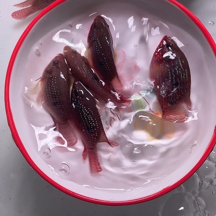 鹦鹉鱼红宝石6条备损2