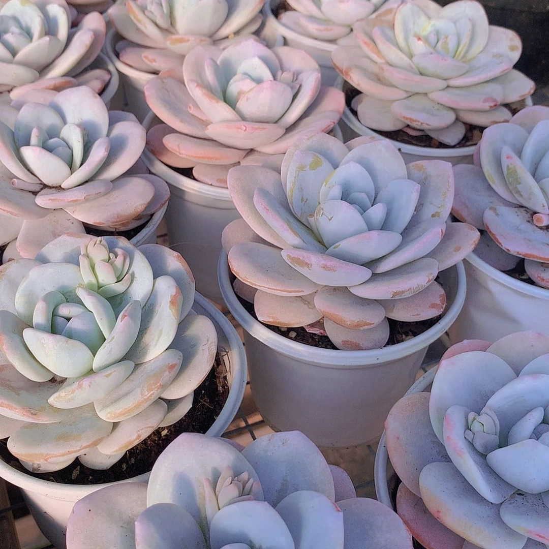 雪莲24567890000000