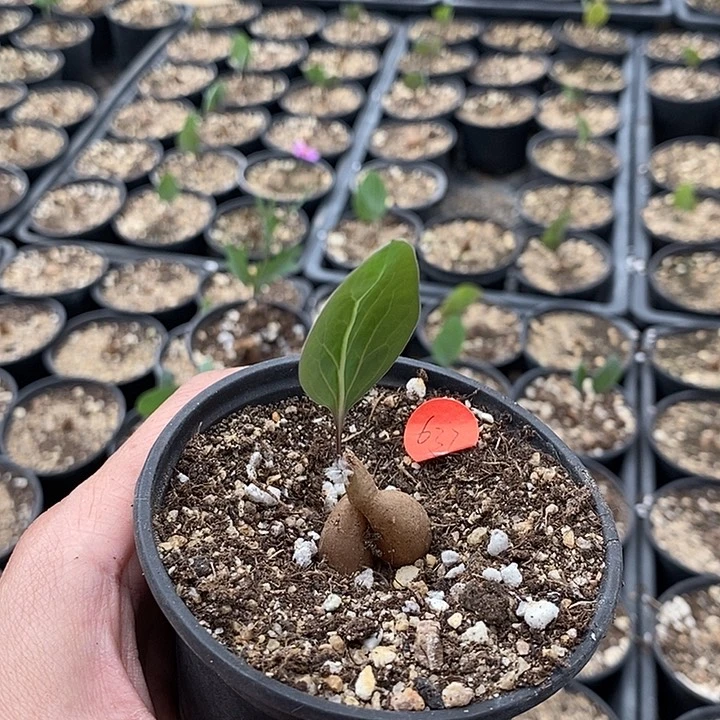 637紫花厚敦菊一一一一一一一一一