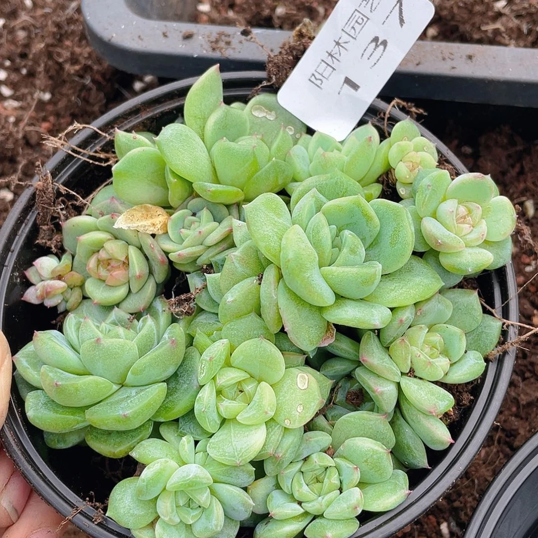 温***C多肉植物多肉植物137
