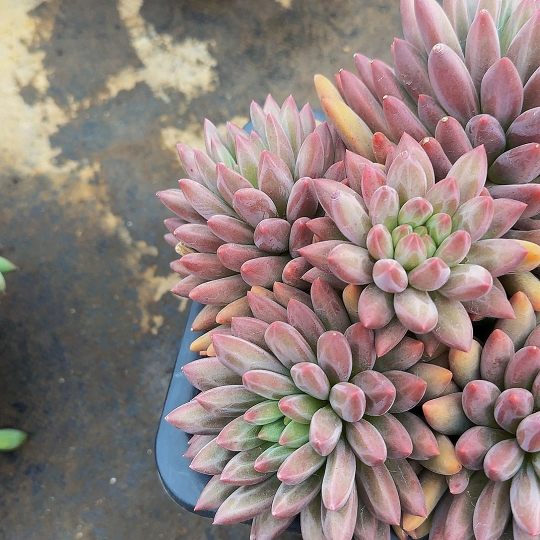 谢***菊了得分健健康康咯哦嘛1224