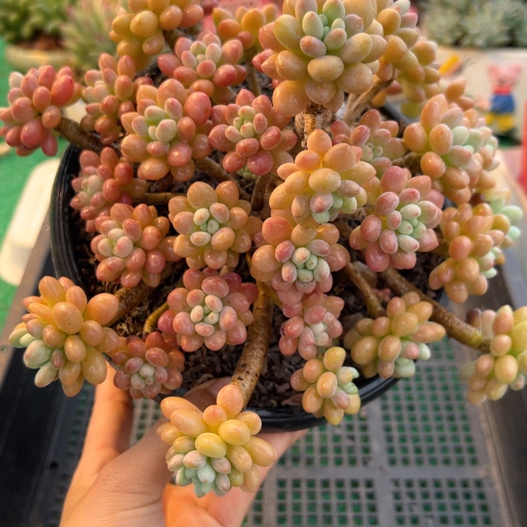 表妹精品多肉植物6297.